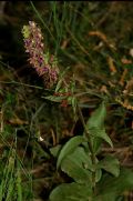 Epipactis helleborine subsp. tremolsii